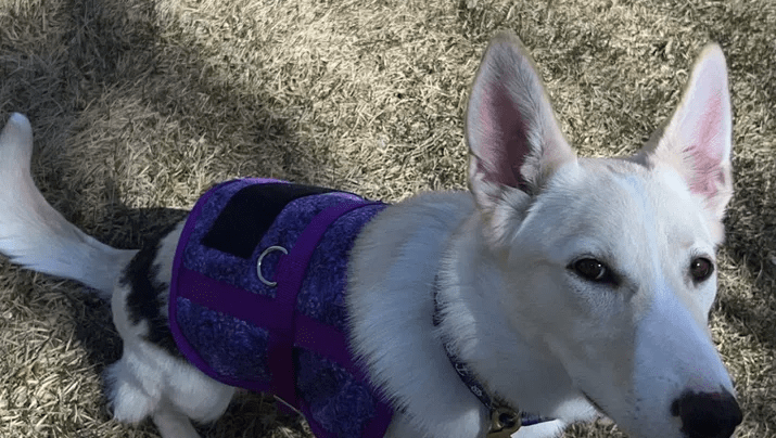 Dog-img