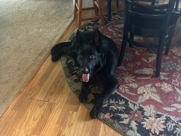 Dog-img