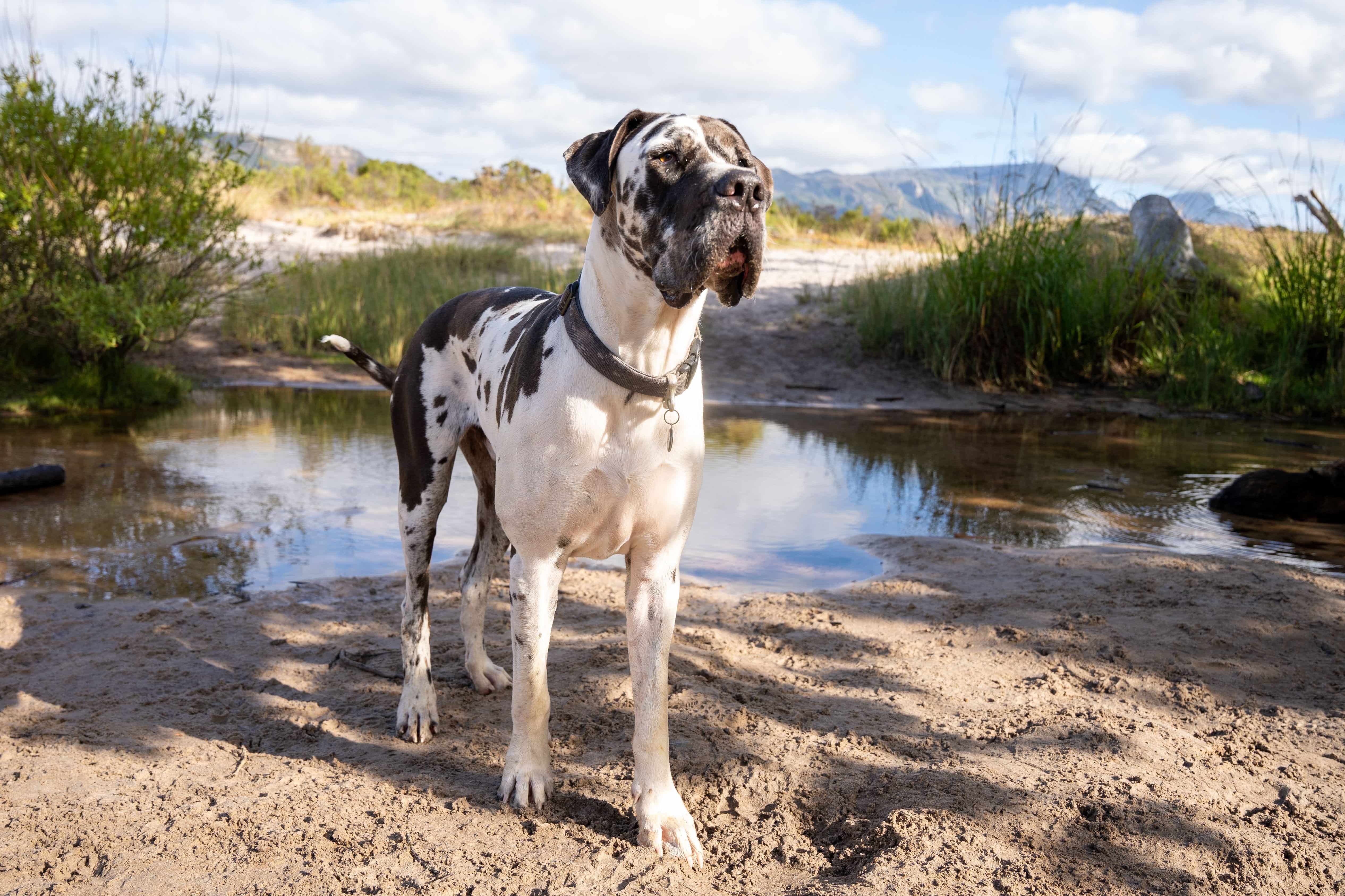 Dog-img
