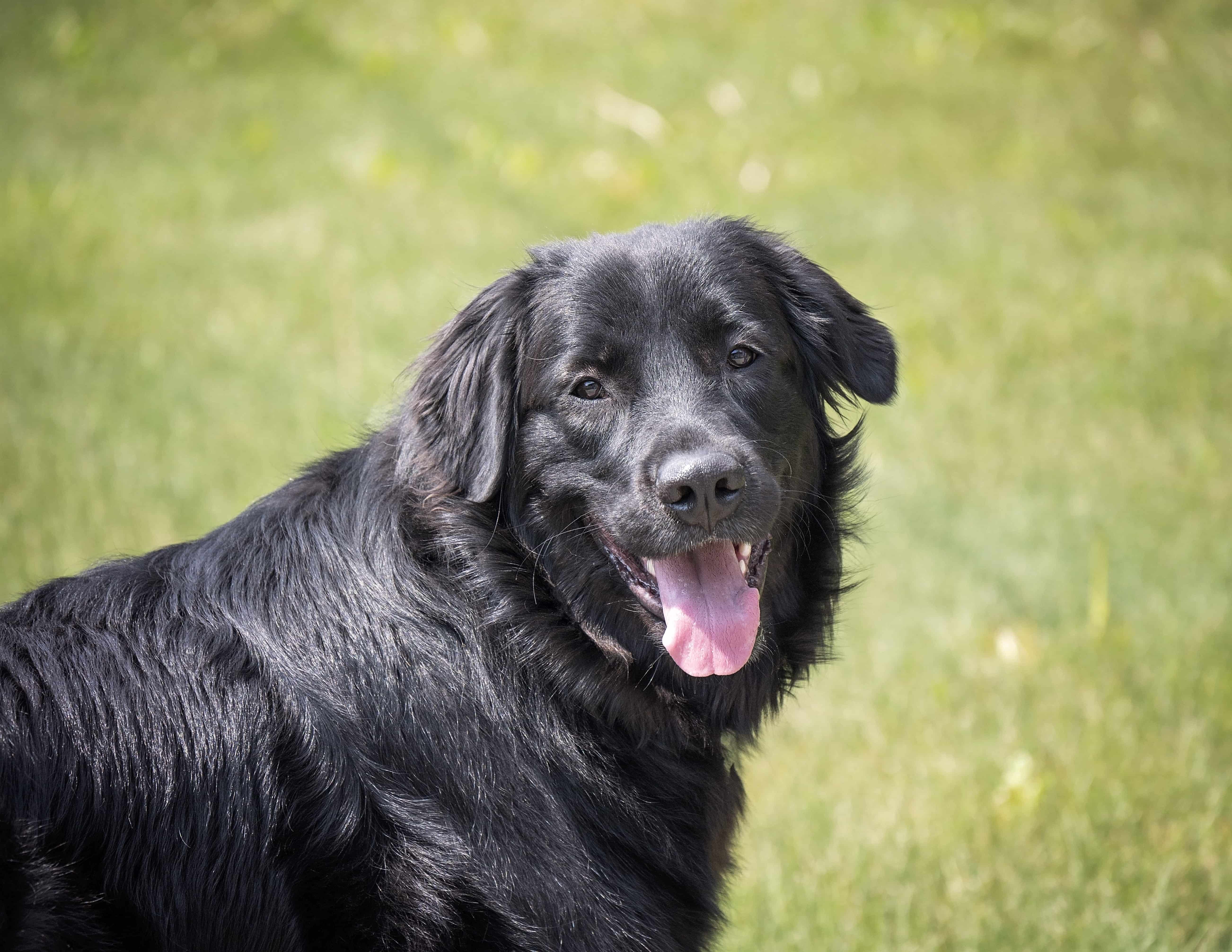 Dog-img