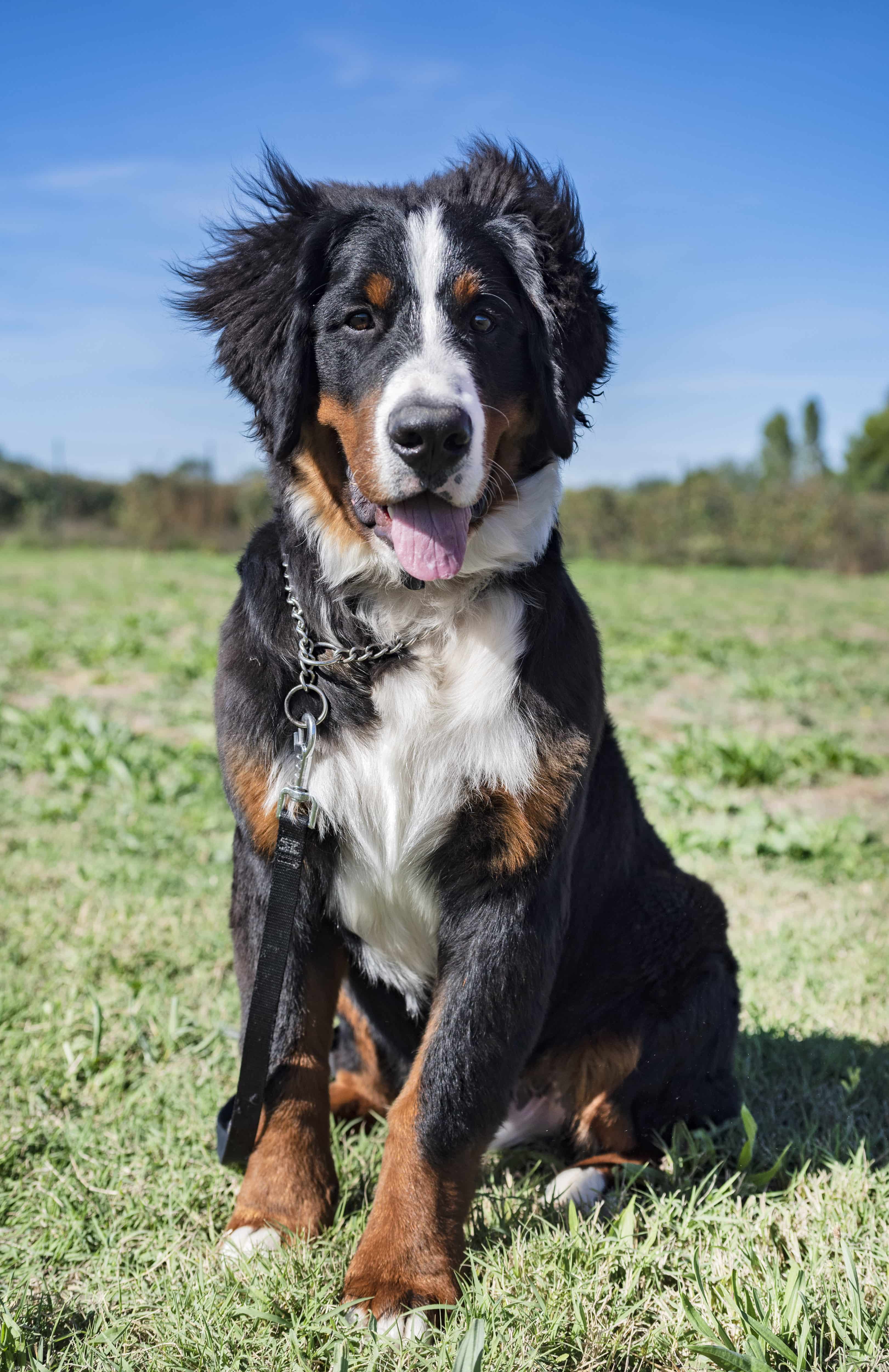 Dog-img