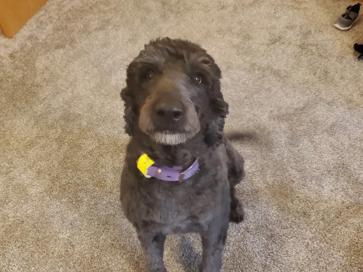 Dog-img