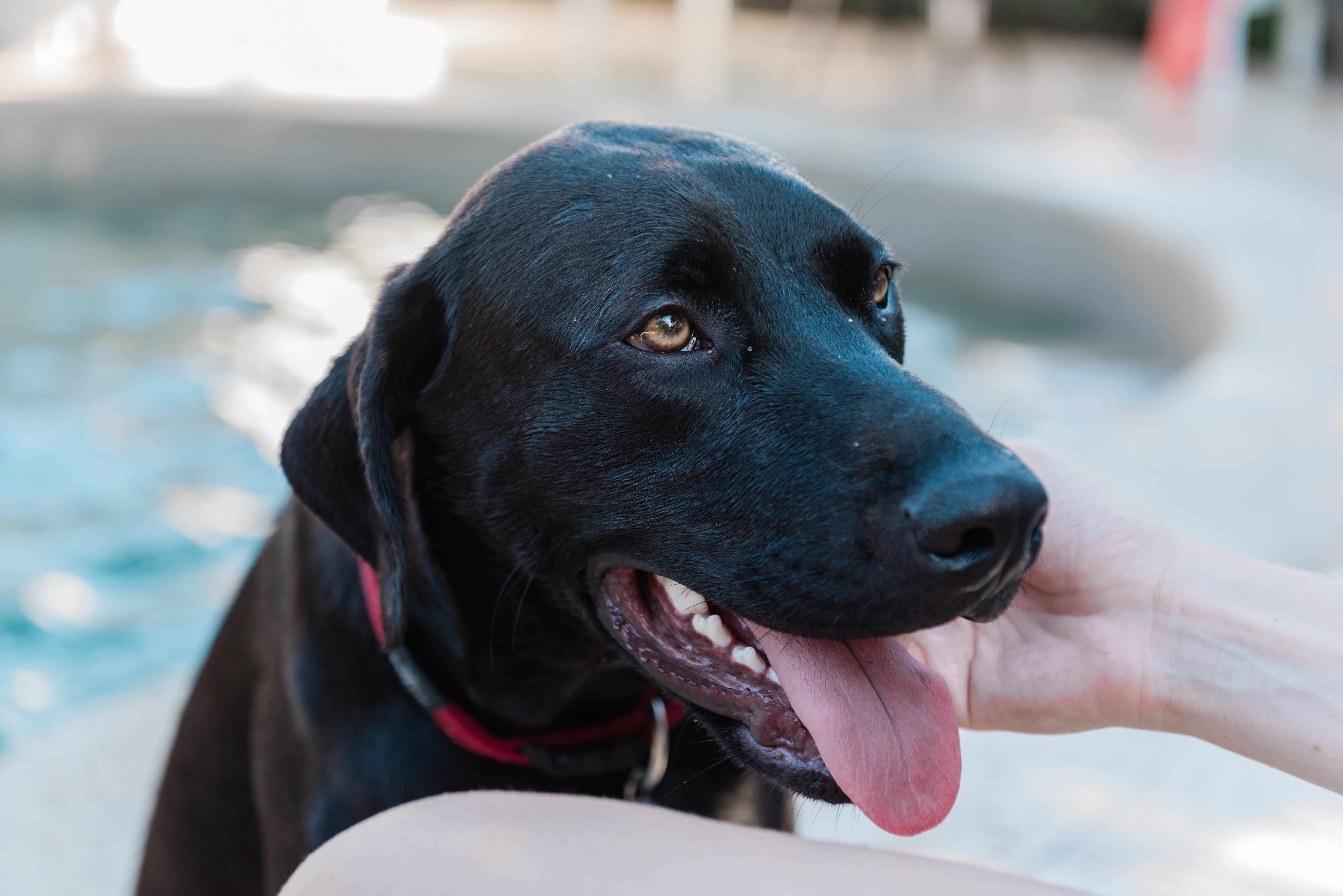 Dog-img