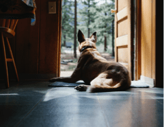 Dog-img