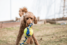 Dog-img