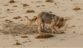 Dog-img