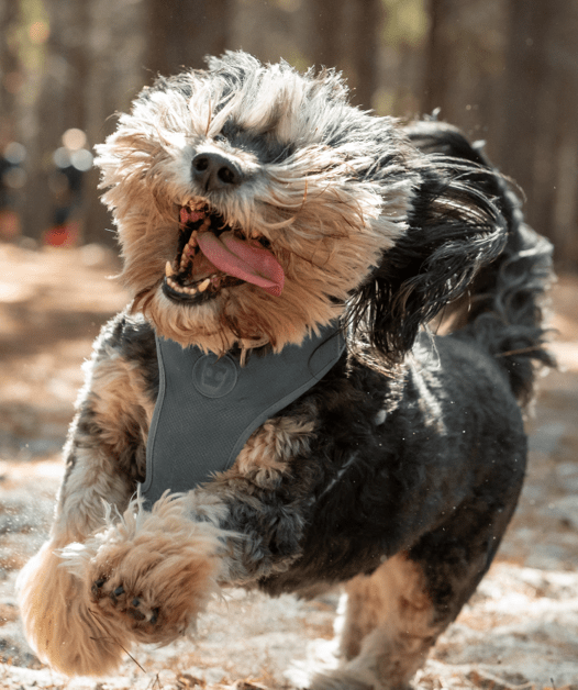 Dog-img