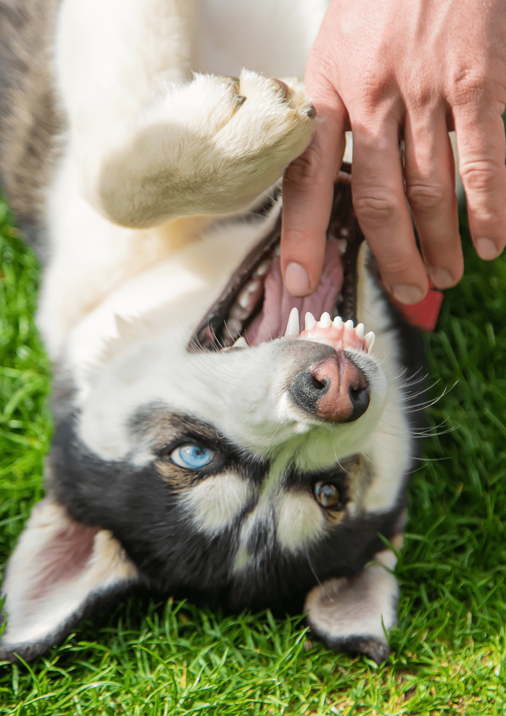 Dog-img