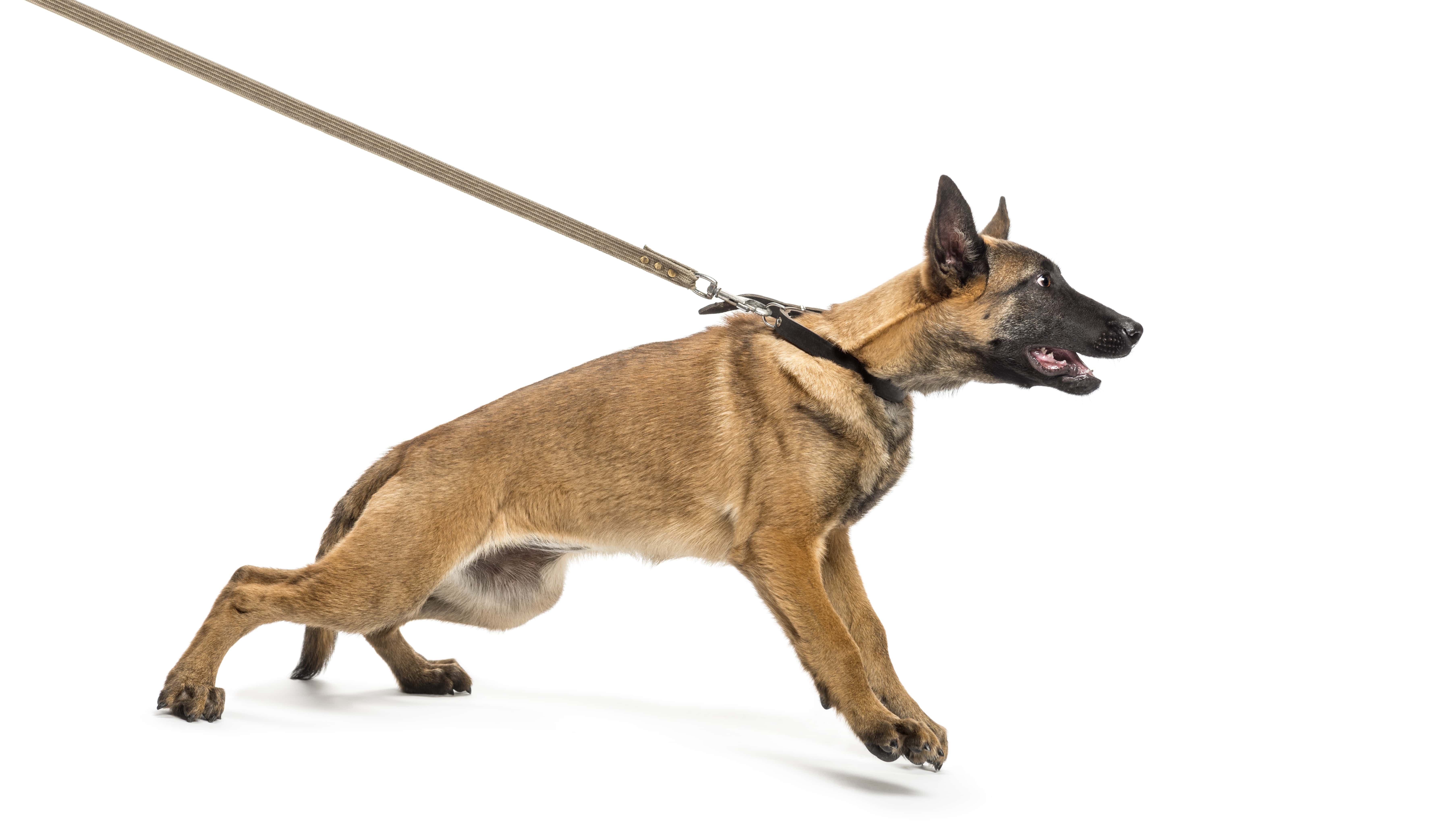 Dog-img