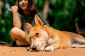 Dog-img
