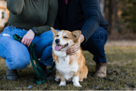 Dog-img